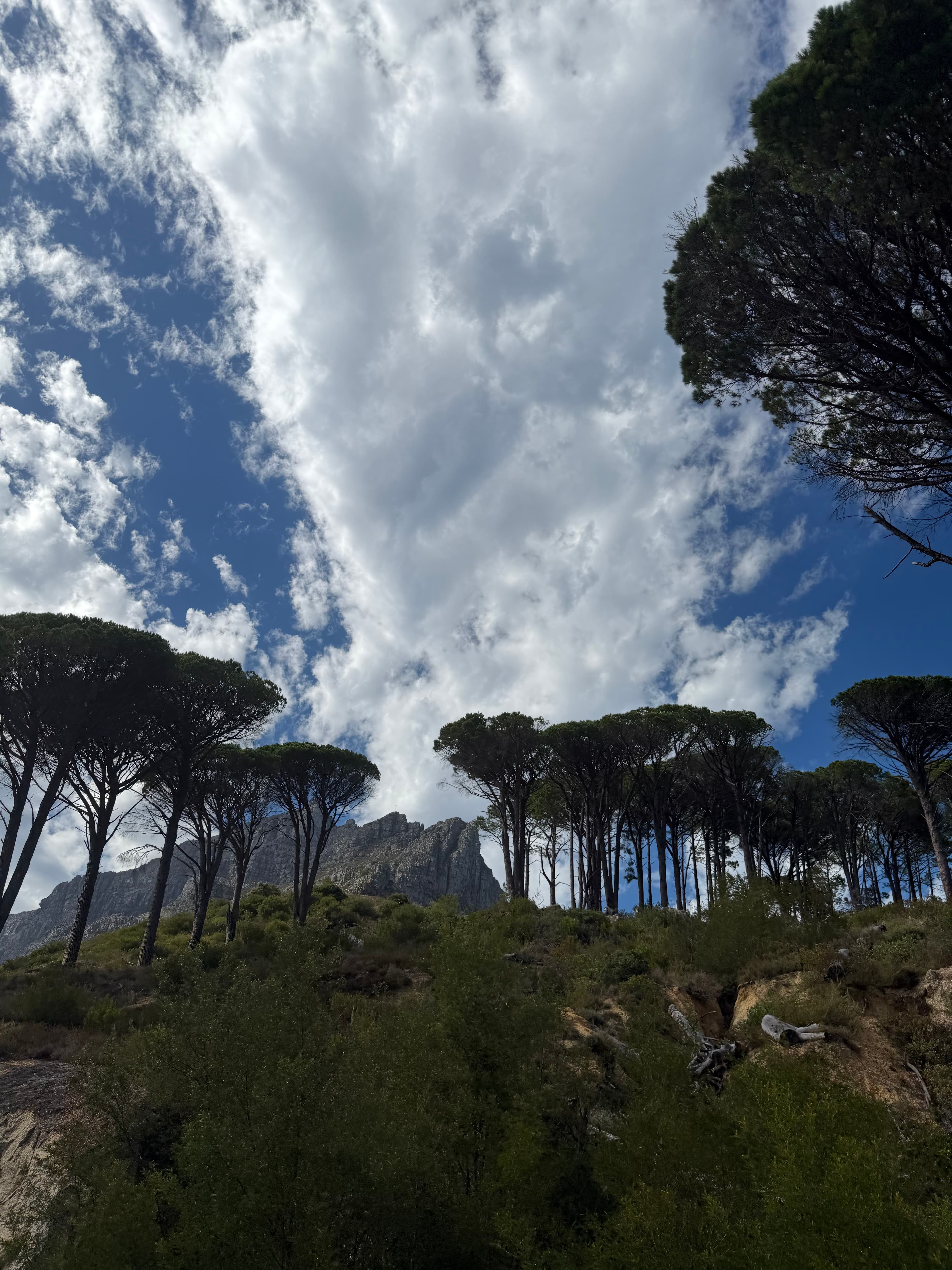 Stone pines and sandstone